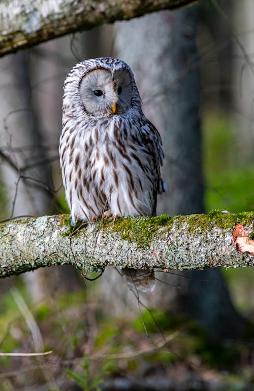 Close-Up Shot of an Owl Perched on a Tree Branch