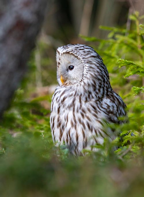 Close-Up Shot of an Owl