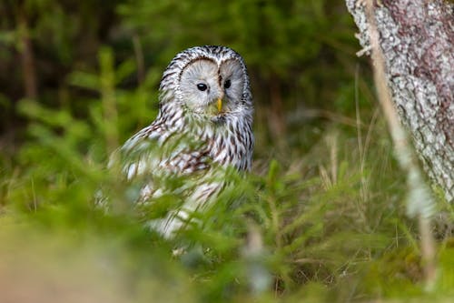 Close-Up Shot of an Owl