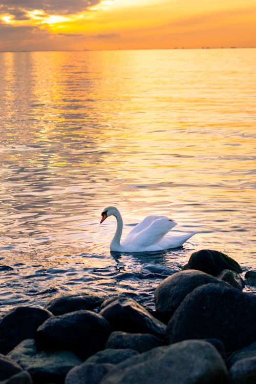 Základová fotografie zdarma na téma labuť, moře, oceán