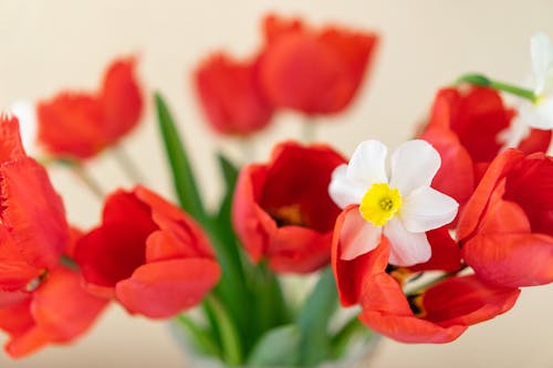 Close-Up Shot of Red Flowers