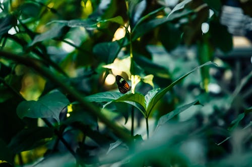 A Butterfly Perched on Green Leaf