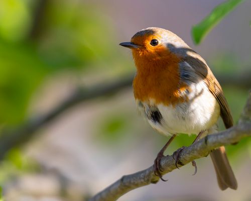Free Charming European robin perched on a tree branch in natural setting. Stock Photo