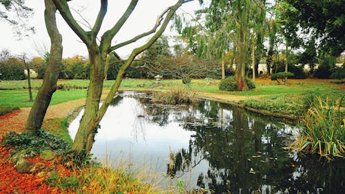天性, 樹木, 池塘 的 免費圖庫相片