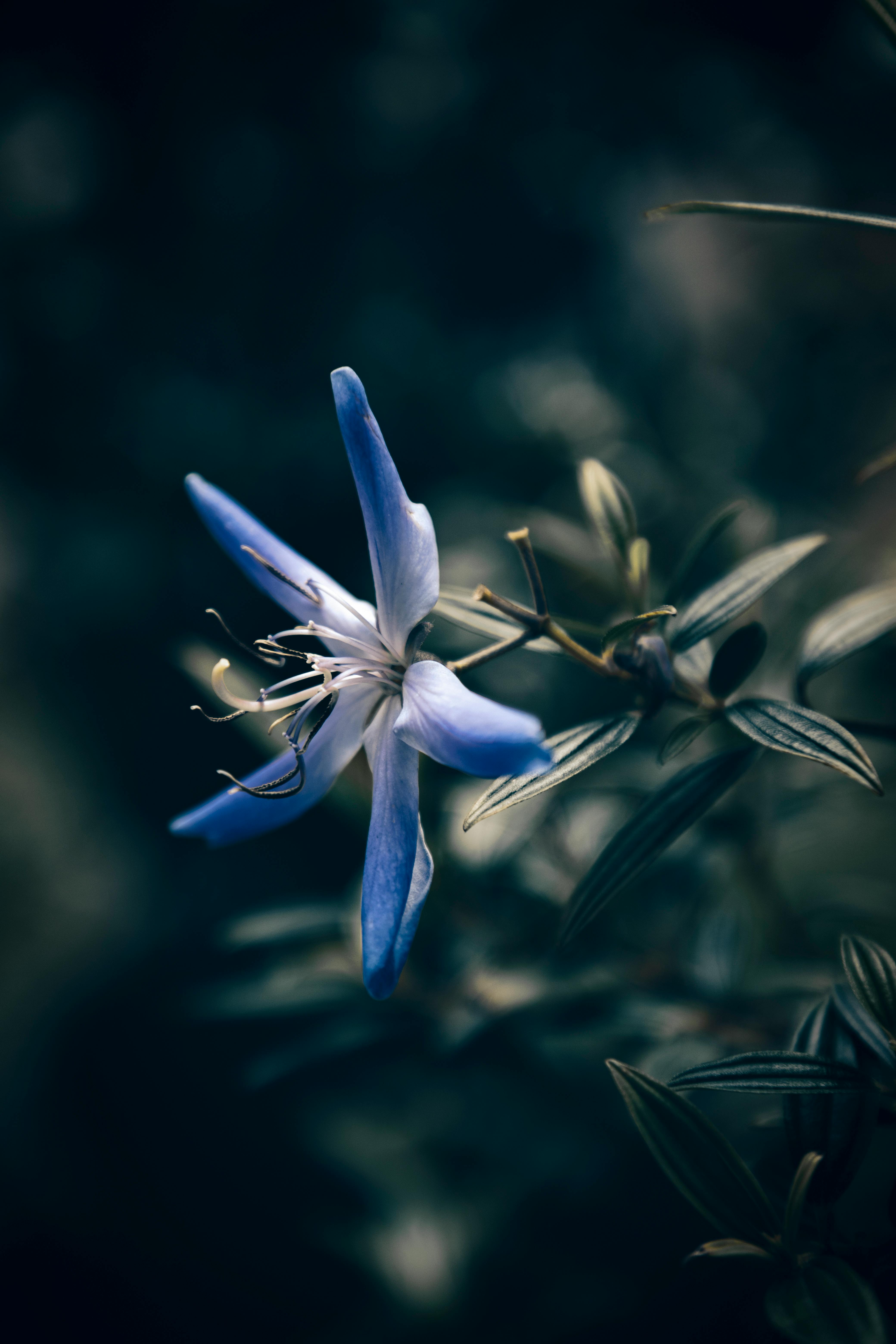 close up shot of a blue flower