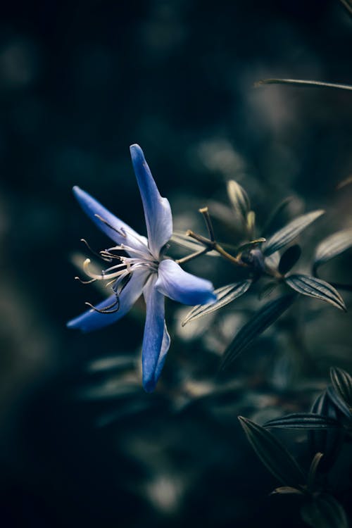 Flor Azul Y Blanca En Fotografía De Primer Plano