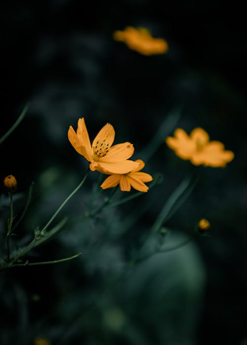 Yellow Flower in Tilt Shift Lens