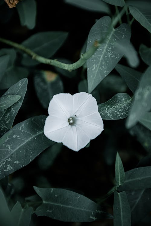 Bunga Putih Dengan Daun Hijau