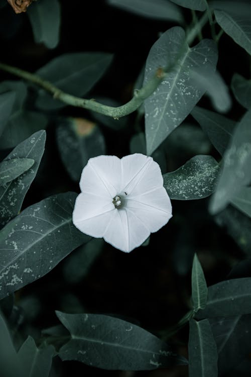 
A Close-Up Shot of a Morning Glory Flower