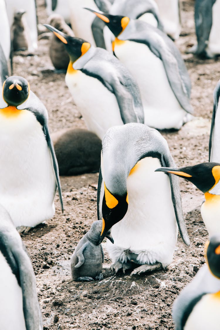 Flock Of Penguins On Dirty Ground