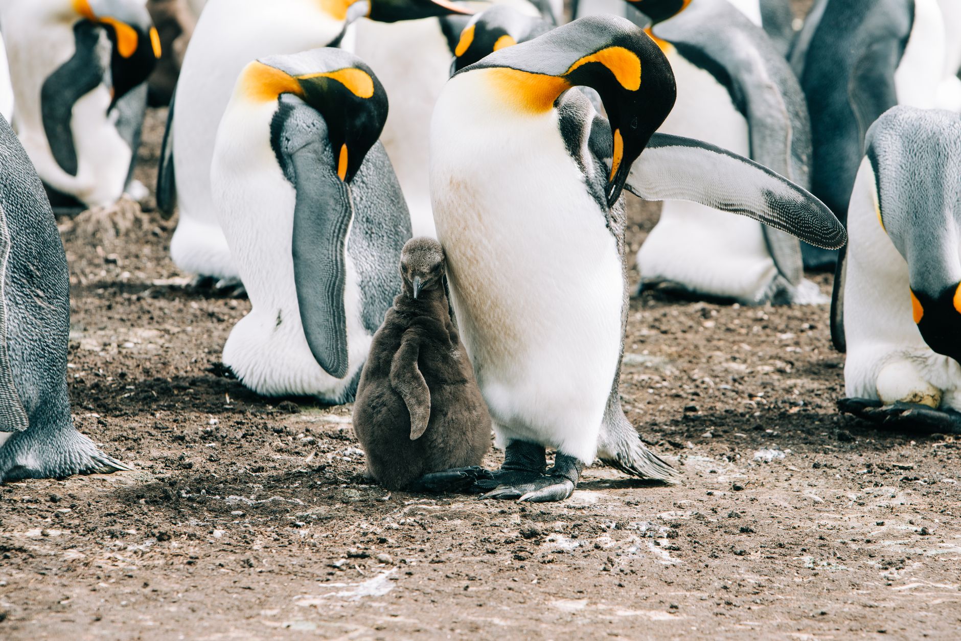 penguins