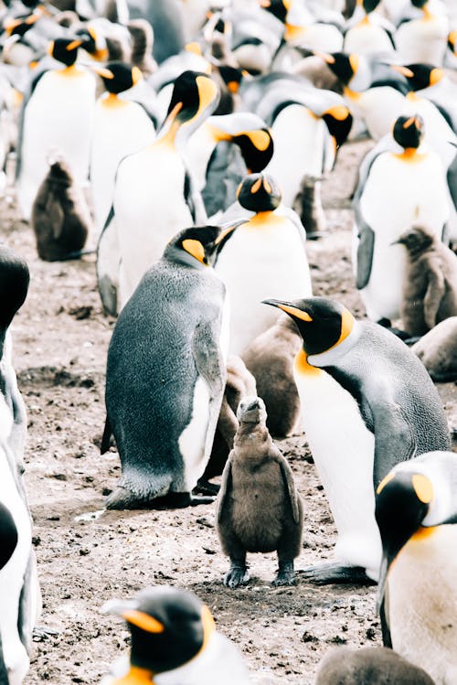 Gray babies and and adult king penguins gathering together on remote shore with dirty ground