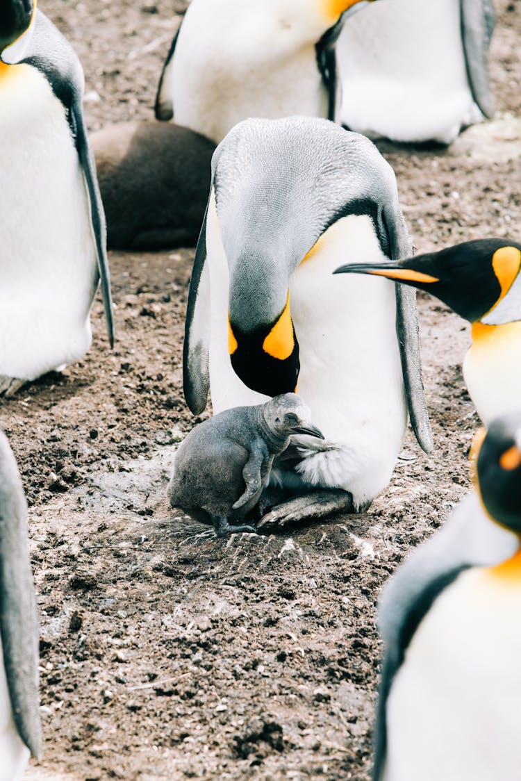 King Penguins In Wild Nature