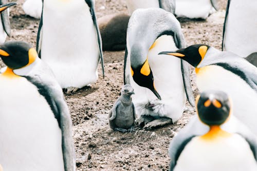 King adult penguin and baby gathering together in herd on dirty rough surface