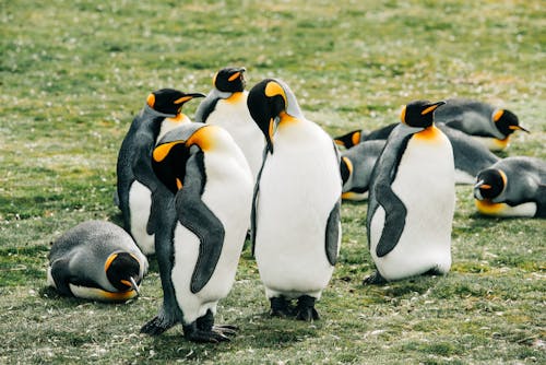 Group of penguins on green grass