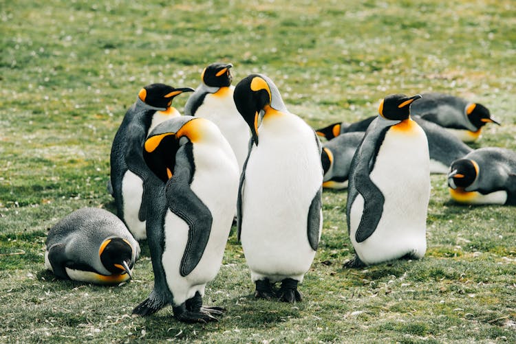 Group Of Penguins On Green Grass