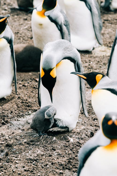 Group of king penguins gathering next to each other on ground in wild nature