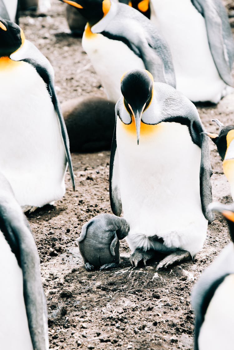 King Penguins Standing In Herd On Soil