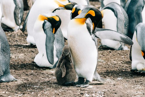 Group of king penguins with babies cleaning feather while gathering in flock on ground