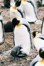 Flock of penguins on rough ground