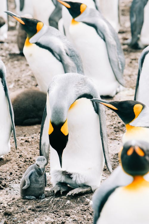 King penguin bird with bowed head standing in herd on rough dirty ground