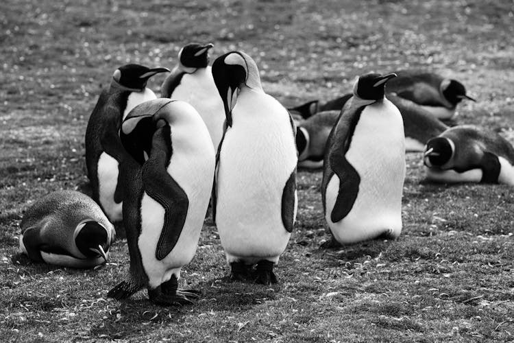 King Penguins In Wildlife Cleaning Feathers