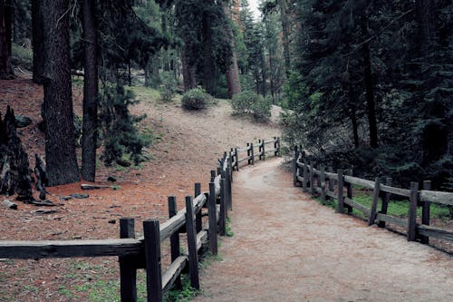 
A Pathway with Wooden Fence