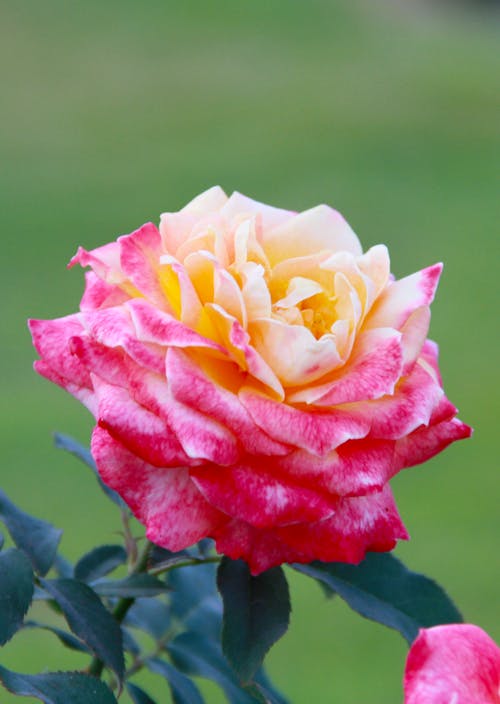 Close-Up Shot of a Tea Rose in Bloom