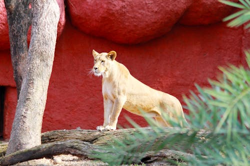 A Lioness Standing on a Wood