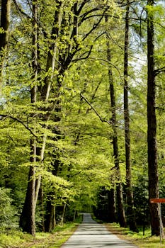 一条宁静的道路穿过郁郁葱葱的森林，展现了春天大自然的美丽