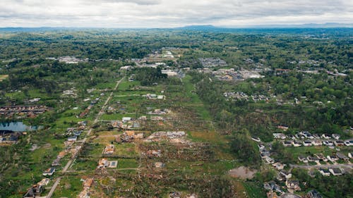 Chopped down trees in middle of green suburban settlement