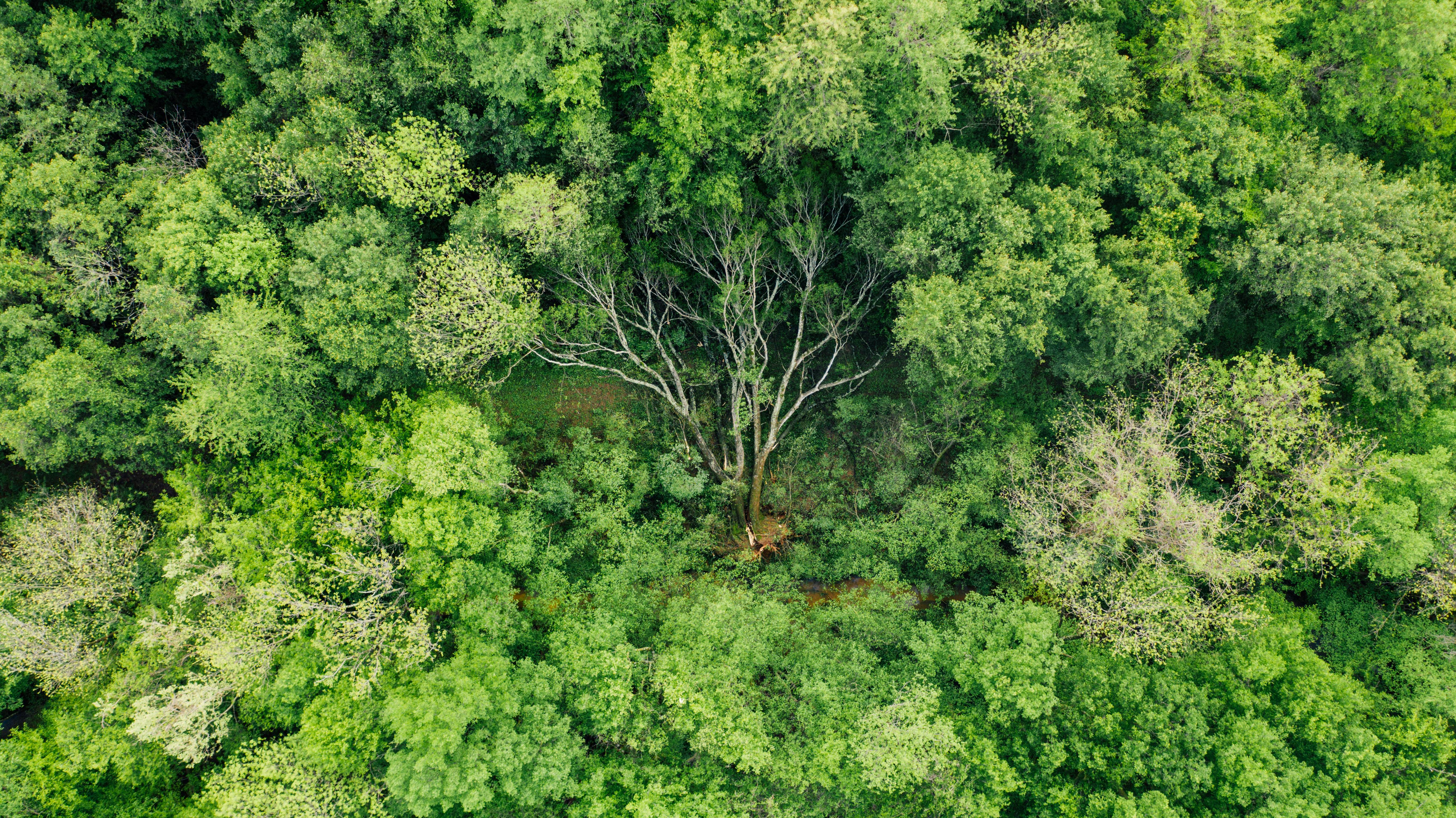 green cut down tree lying on ground in forest