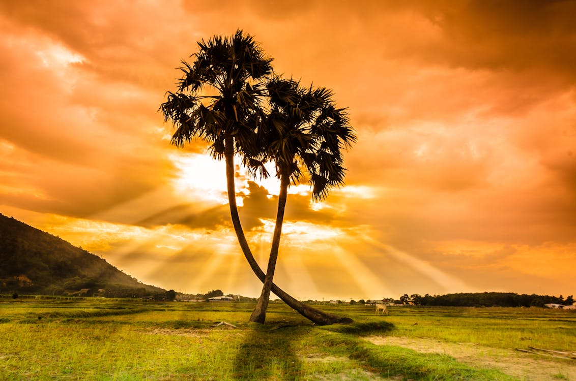 Palm Trees Against Sunlight on Meadows