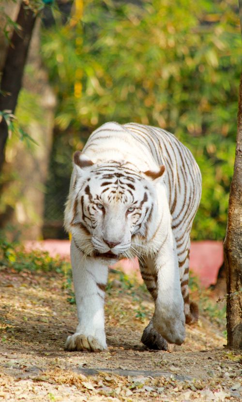 Free A captivating shot of a white Bengal tiger walking through natural surroundings. Stock Photo