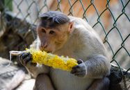 Brown Monkey Eating Corn Near Chain Link Fence