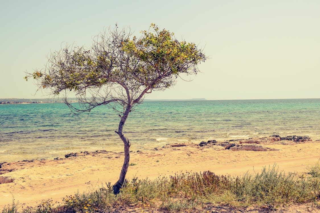 Green Leafed Tree Near Body of Water