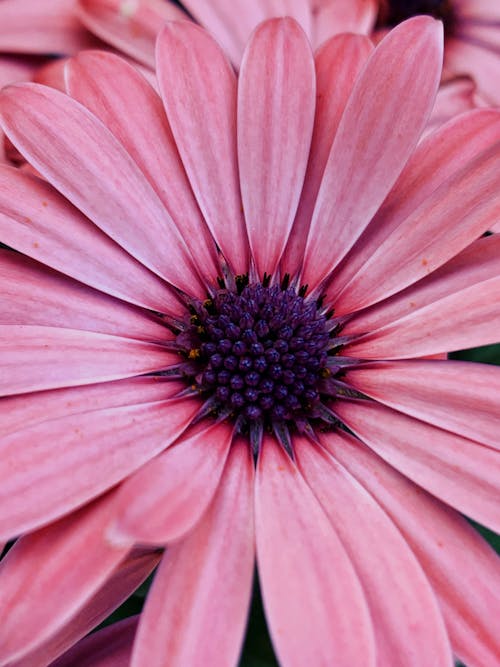 Gentle pink Dimorphotheca ecklonis flowering plant