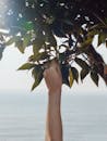 海边的户外环境中，一只手伸手触摸绿叶，描绘了自然和生长
