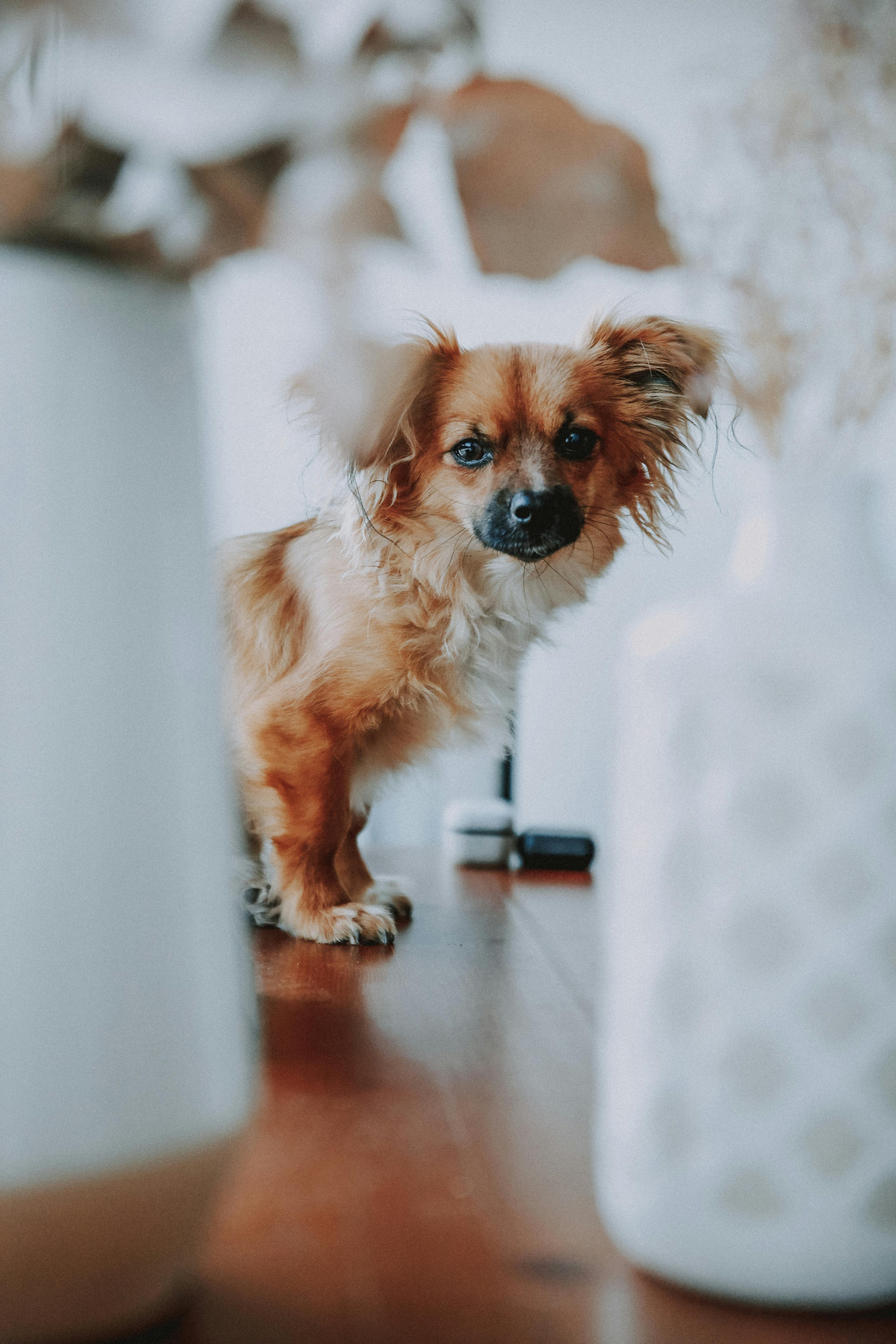winter animal dog pet