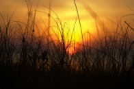 透过高高的草丛轮廓，可以欣赏到迷人的日出景色，展现了大自然的宁静