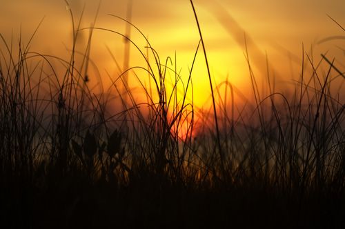 Free A captivating view of the sunrise through tall grass silhouettes, showcasing nature's tranquility. Stock Photo