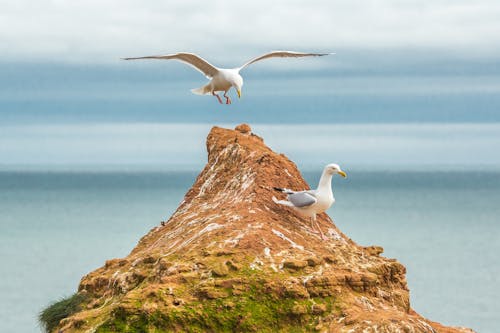 Free White Seagulls Stock Photo