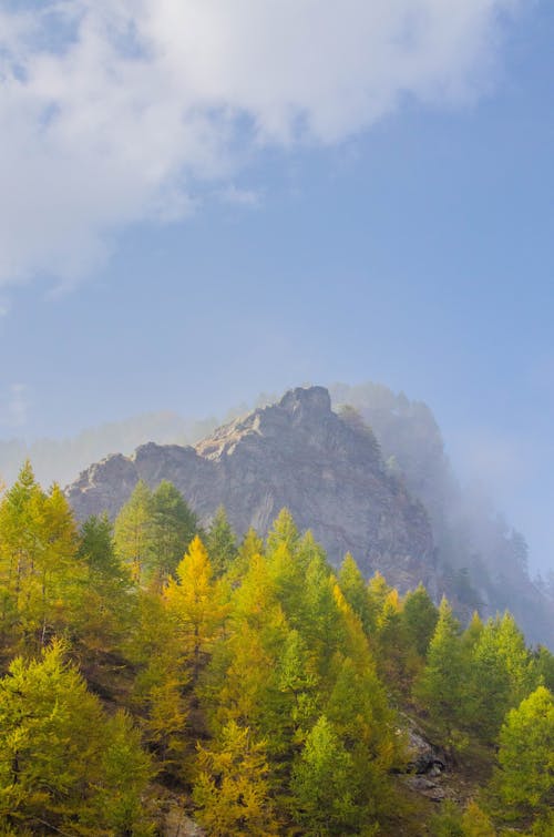 Δωρεάν στοκ φωτογραφιών με βουνό, βραχώδης, δασικός