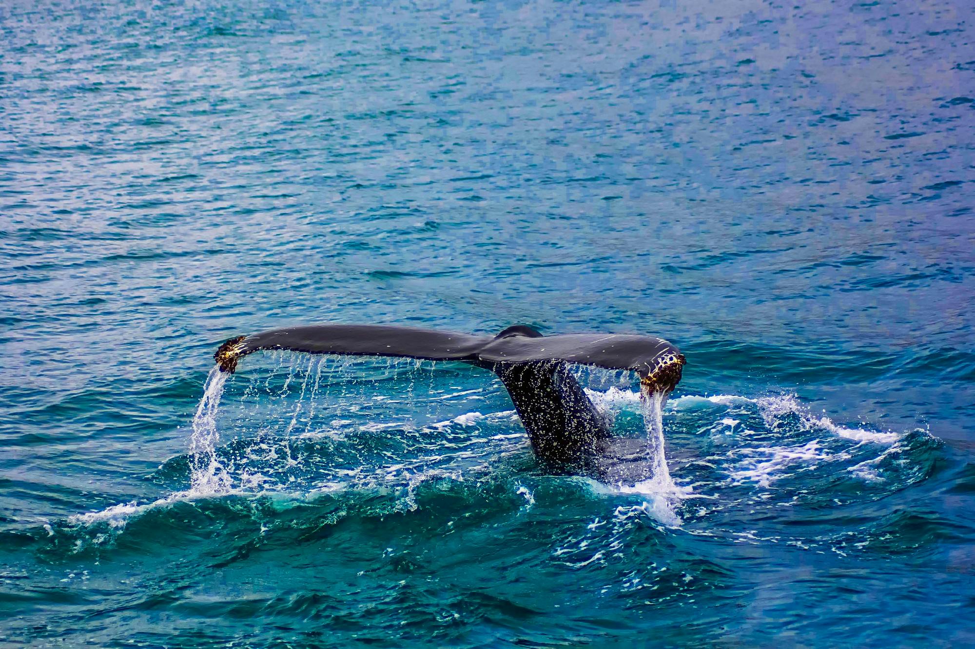 closeup photography of whale