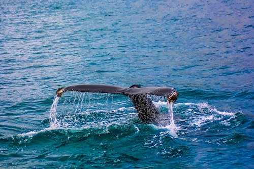 Fotografia Del Primo Piano Della Balena