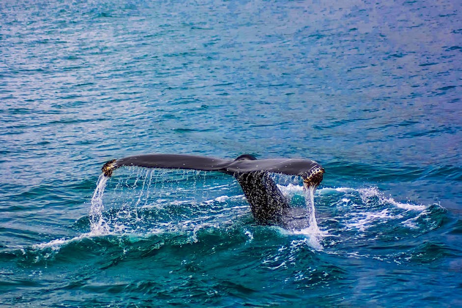 Blue whale tail drawing