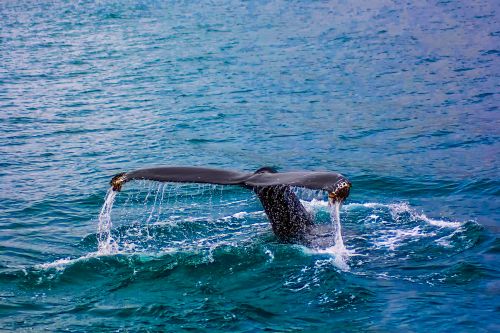 Free A whale's majestic tail emerges from the ocean, creating a dramatic splash. Stock Photo