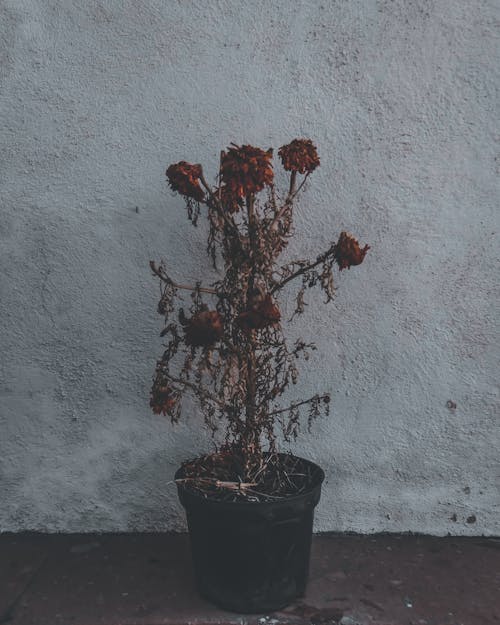 Free Dead flowering plant in black pot Stock Photo