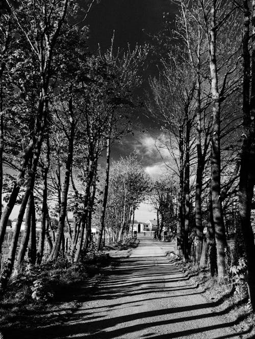 Black and white of straight narrow pathway with shades between high trees in park on sunny day