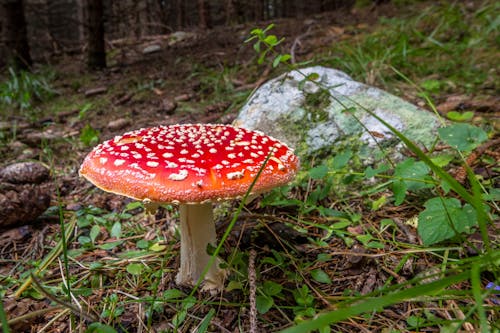 Ingyenes stockfotó amanita, bolondgomba, ember nélküli témában